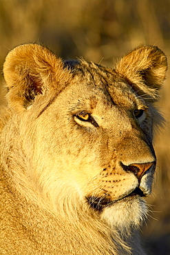 Young male lion (Panthera leo), Masai Mara National Reserve, Kenya, East Africa, Africa