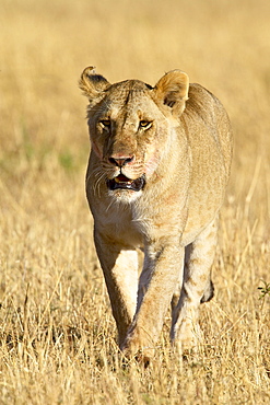 Female lion (Panthera leo) walking through dry grass, Masai Mara National Reserve, Kenya, East Africa, Africa