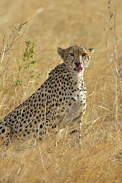 Cheetah (Acinonyx jubatus) cleaning up after eating, Masai Mara National Reserve, Kenya, East Africa, Africa