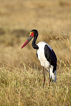 Female, saddle-billed Stork (Ephippiorhynchus senegalensis), Masai Mara National Reserve, Kenya, East Africa, Africa