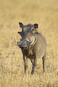 Warthog (Phacochoerus aethiopicus), Masai Mara National Reserve, Kenya, East Africa, Africa