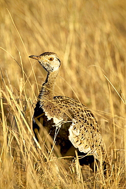 Male black-bellied bustard (black-bellied korhaan) (Eupodotis melanogaster), Masai Mara National Reserve, Kenya, East Africa, Africa