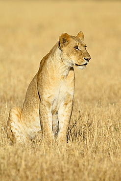 Young male lion (Panthera leo), Masai Mara National Reserve, Kenya, East Africa, Africa