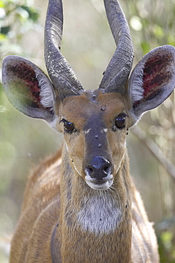 Male bushbuck (Tragelaphus scriptus), Masai Mara National Reserve, Kenya, East Africa, Africa