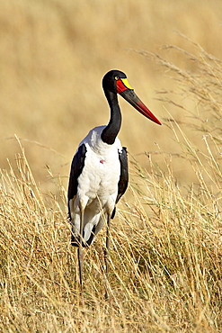 Female saddle-billed stork (Ephippiorhynchus senegalensis), Masai Mara National Reserve, Kenya, East Africa, Africa