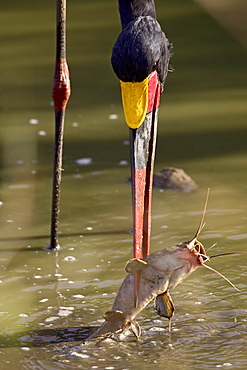 Male saddle-billed stork (Ephippiorhynchus senegalensis) cleaning a fresh-caught fish, Masai Mara National Reserve, Kenya, East Africa, Africa