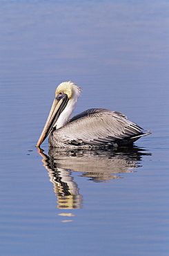 Brown pelican (Pelicanus occidentalis), J. N. "Ding" Darling National Wildlife Refuge, Florida, United States of America, North America