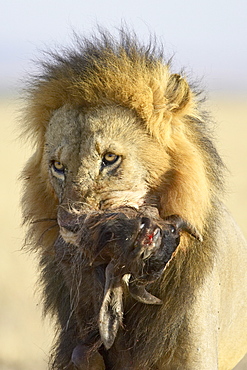 Lion (Panthera leo) carrying a blue wildebeest (brindled gnu) (Connochaetes taurinus) carcass, Masai Mara National Reserve, Kenya, East Africa, Africa