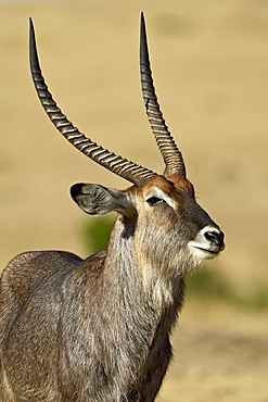 Male defassa waterbuck (Kobus ellipsiprymnus defassa), Masai Mara National Reserve, Kenya, East Africa, Africa