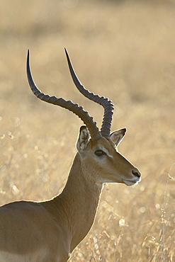 Male impala (Aepyceros melampus), Masai Mara National Reserve, Kenya, East Africa, Africa