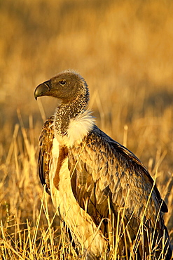 African white-backed vulture (Gyps africanus), Masai Mara National Reserve, Kenya, East Africa, Africa