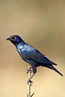 Cape glossy starling (Lamprotornis nitens), Pilanesberg National Park, South Africa, Africa