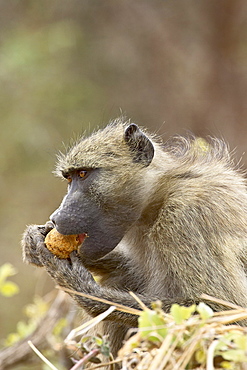 Chacma baboon (Papio ursinus) eating, Kruger National Park, South Africa, Africa