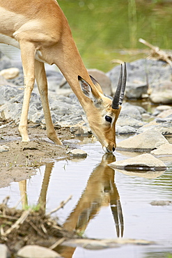 Young male impala (Aepyceros melampus) drinking, Kruger National Park, South Africa, Africa