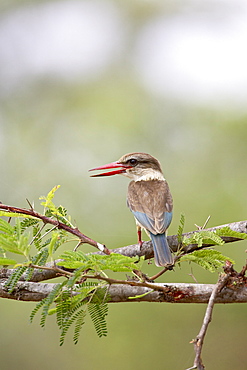 Brown-hooded kingfisher (Halcyon albiventris), Kruger National Park, South Africa, Africa