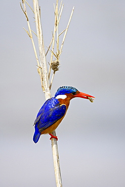 Malachite kingfisher (Alcedo cristata) with an insect in its beak, Kruger National Park, South Africa, Africa