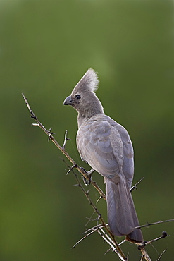 Grey lourie or go-away bird (Corythaixoides concolor), Kruger National Park, South Africa, Africa