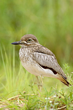 Water thickknee or water dikkop (Burhinus vermiculatus), Kruger National Park, South Africa, Africa