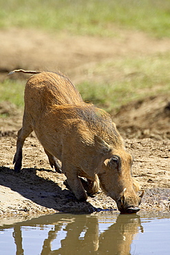 Warthog (Phacochoerus aethiopicus) drinking, Addo Elephant National Park, South Africa, Africa