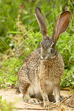 African hare (Cape hare) (brown hare) (Lepus capensis), Addo Elephant National Park, South Africa, Africa