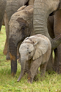 Baby and young African elephant (Loxodonta africana), Addo Elephant National Park, South Africa, Africa