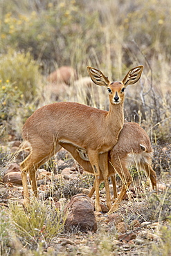 Steenbok (Raphicerus campestris) nursing, Karoo National Park, South Africa, Africa