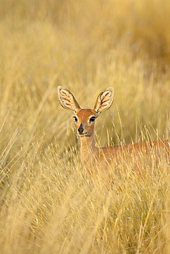 Female steenbok (Raphicerus campestris) in tall grass, Kgalagadi Transfrontier Park, encompassing the former Kalahari Gemsbok National Park, South Africa, Africa