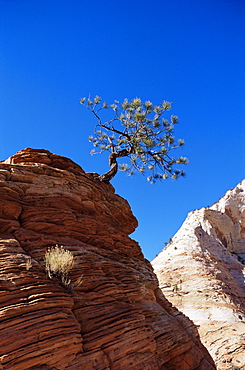 Lone pine, Zion National Park, Utah, United States of America, North America