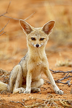 Cape fox (Vulpes chama), Kgalagadi Transfrontier Park, encompassing the former Kalahari Gemsbok National Park, South Africa, Africa