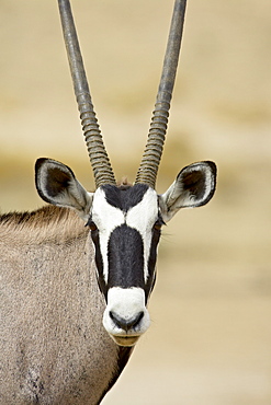 Gemsbok or South African oryx (Oryx gazella), Kgalagadi Transfrontier Park, encompassing the former Kalahari Gemsbok National Park, South Africa, Africa