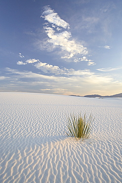 Yucca growing in rippled sand, White Sands National Monument, New Mexico, United States of America, North America