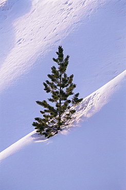 Pine tree in snow, Bryce Canyon National Park, Utah, United States of America, North America