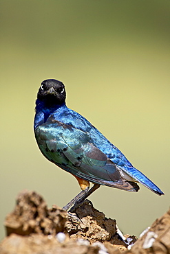 Superb starling (Lamprotornis superbus), Serengeti National Park, Tanzania, East Africa, Africa