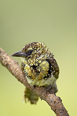 Usambiro barbet (Trachyphonus usambiro), Serengeti National Park, Tanzania, East Africa, Africa