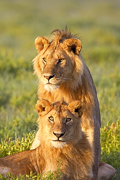 Two male lion (Panthera leo), Serengeti National Park, Tanzania, East Africa, Africa