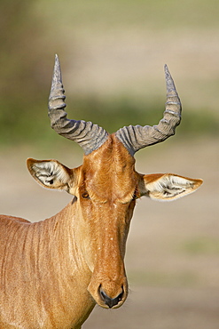 Coke's hartebeest (Alcelaphus buselaphus cokii), Serengeti National Park, Tanzania, East Africa, Africa