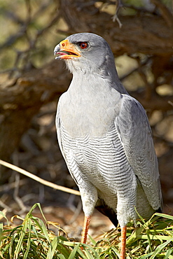 Palechanting goshawk (Melierax canorus), Kgalagadi Transfrontier Park, encompassing the former Kalahari Gemsbok National Park, South Africa, Africa