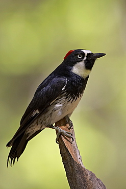 Female acorn woodpecker (Melanerpes formicivorus), Chiricahua National Monument, Arizona, United States of America, North America