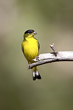 Male lesser goldfinch (Carduelis psaltria), Chiricahua National Monument, Arizona, United States of America, North America