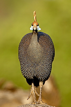 Helmeted guineafowl (Numida meleagris), Samburu National Reserve, Kenya, East Africa, Africa