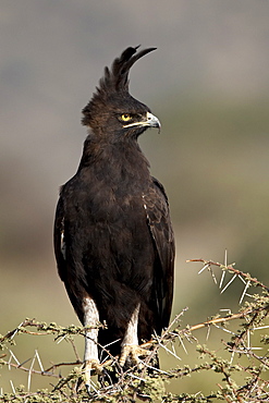 Long-crested eagle (Lophaetus occipitalis), Samburu National Reserve, Kenya, East Africa, Africa