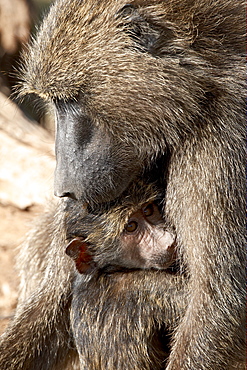 Olive baboon (Papio cynocephalus anubis) mother and infant, Samburu National Reserve, Kenya, East Africa, Africa