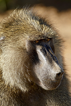 Olive baboon (Papio cynocephalus anubis), Samburu National Reserve, Kenya, East Africa, Africa