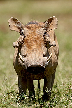 Warthog (Phacochoerus aethiopicus), Samburu National Reserve, Kenya, East Africa, Africa