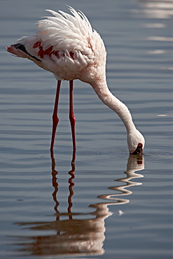 Lesser flamingo (Phoeniconaias minor), Lake Nakuru National Park, Kenya, East Africa, Africa