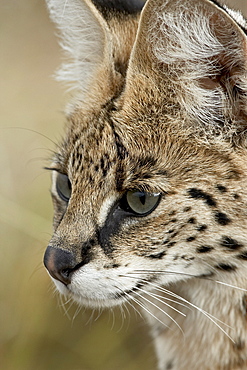 Serval (Felis serval), Masai Mara National Reserve, Kenya, East Africa, Africa