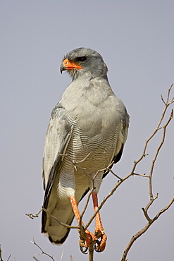 Pale chanting goshawk (Melierax canorus), Kgalagadi Transfrontier Park, encompassing the former Kalahari Gemsbok National Park, South Africa, Africa