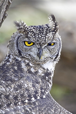 Spotted eagle owl (Bubo africanus), Kgalagadi Transfrontier Park, encompassing the former Kalahari Gemsbok National Park, South Africa, Africa