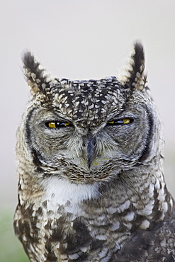 Spotted eagle owl (Bubo africanus), Kgalagadi Transfrontier Park, encompassing the former Kalahari Gemsbok National Park, South Africa, Africa