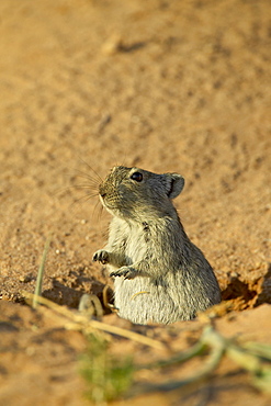 Brant's whistling rat (Parotomys brantsii), Kgalagadi Transfrontier Park, encompassing the former Kalahari Gemsbok National Park, South Africa, Africa